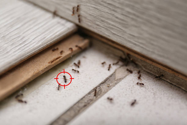 Best Flea Control Services  in Marbleton, WY