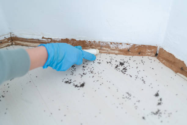 Best Wasp Removal Services  in Marbleton, WY